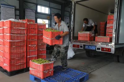 二二一团富鹏合作社 三色葡萄火了，就业路宽了！劳动保护用品销售的新机遇