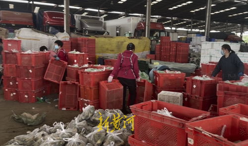 山东匡山农产品市场解封探访 防疫保供两不误，蔬菜价格稳中有降，劳保用品销售显新意